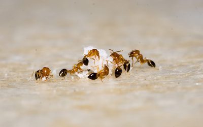 The Ants Go Marching One By One…Or Do They?