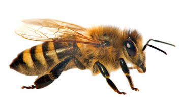 Bee Control Services Polite Pest