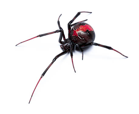 Polite Pest Spider Control