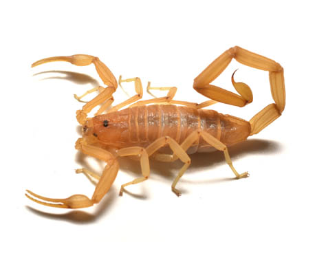Pest control for Scorpions