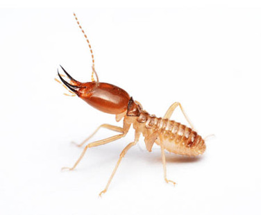 Insect and Pest Control in Mesa